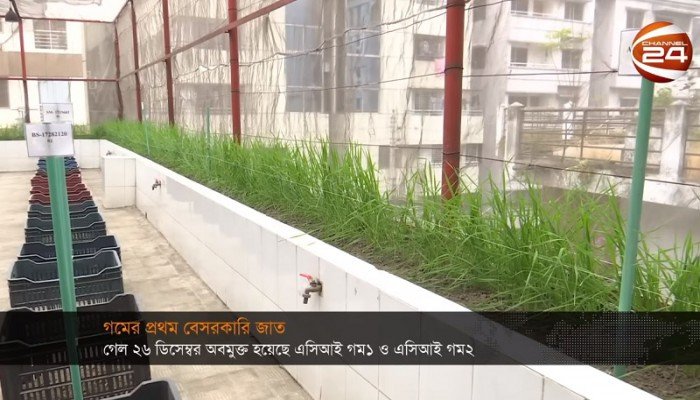 প্রথমবারের মতো বেসরকারিভাবে গমের নতুন জাত উদ্ভাবন (ভিডিও)
